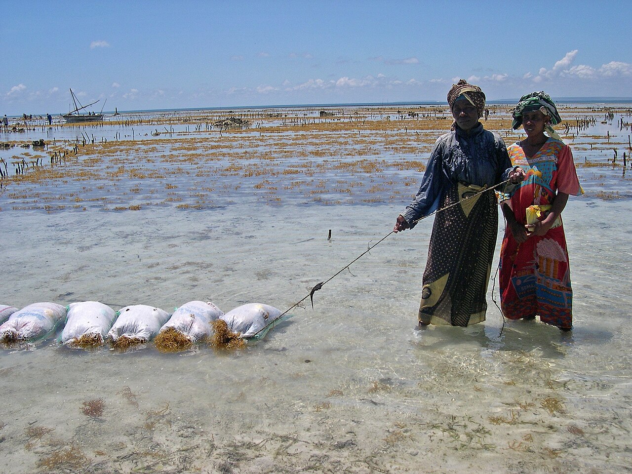 Two women harvest sea moss into sacks in shallow coastal waters near a seaweed farm.