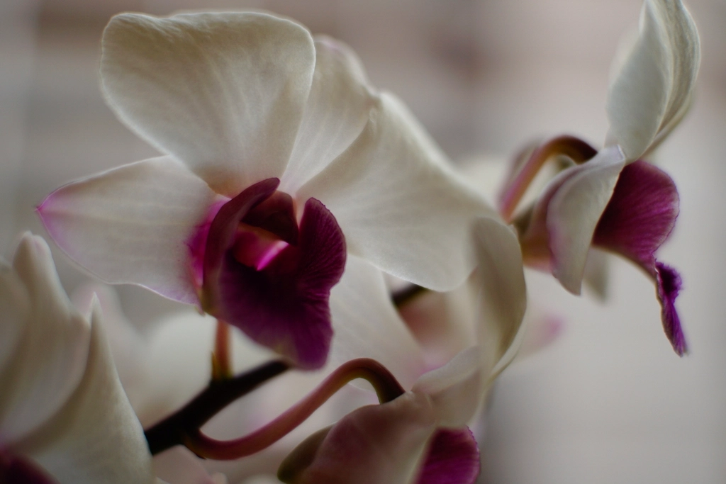 White orchid flowers with deep pink centers